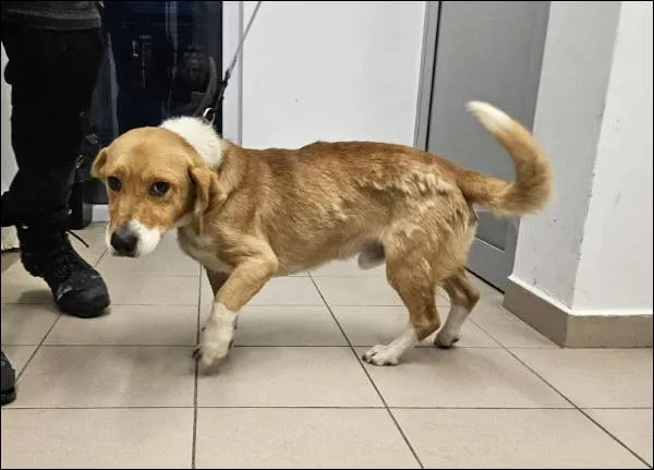 Znaleziono psa, Grudziądz, 14 listopada 2025