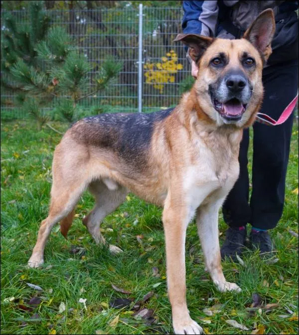 Znaleziono psa, Grudziądz, 19 maja 2025