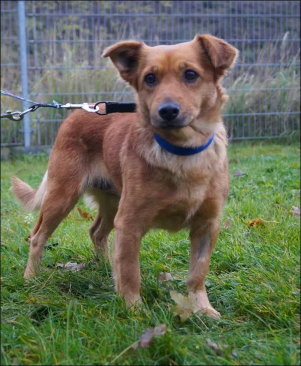 Znaleziono psa, Grudziądz, 18 września 2025