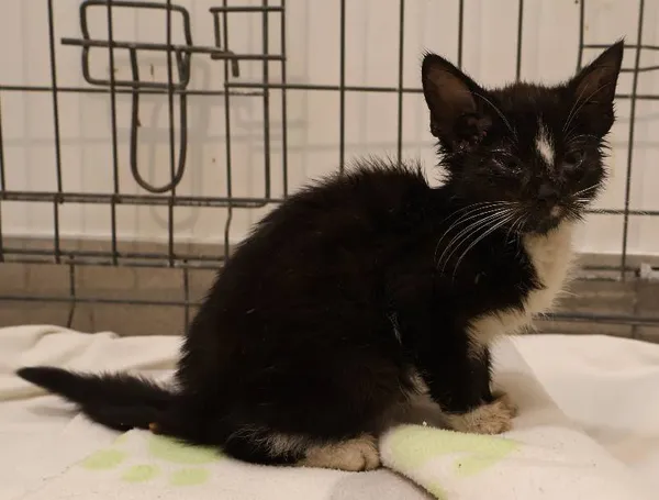 Znaleziono kota, Łódź, 14 listopada 2025 (1/2)