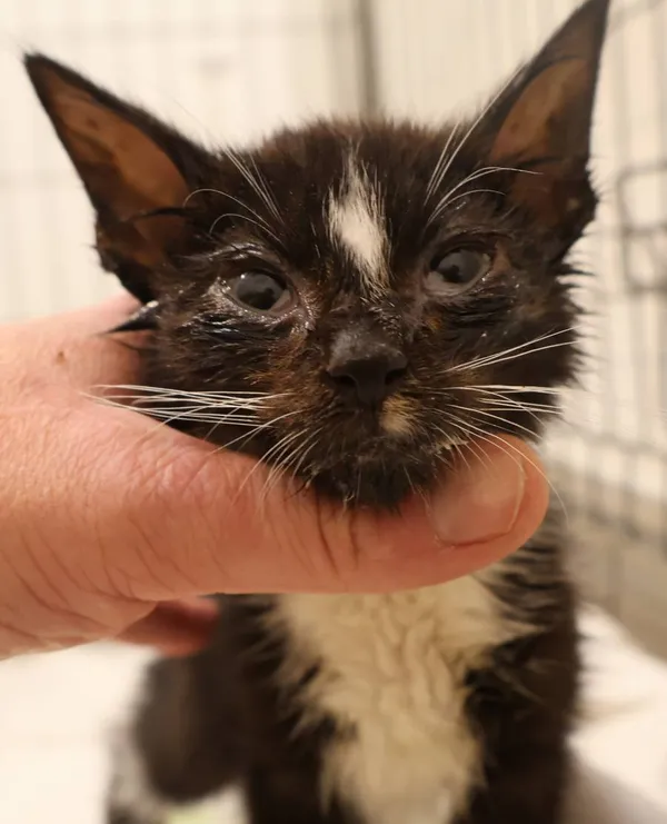 Znaleziono kota, Łódź, 14 listopada 2025 (2/2)