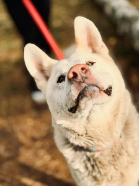 Pies do adopcji, Piła, 19 sierpnia 2025 (5/5)