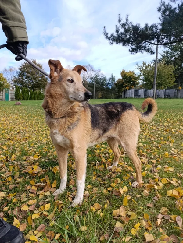 Pies do adopcji, Bełchatów, 25 listopada 2021 (5/5)