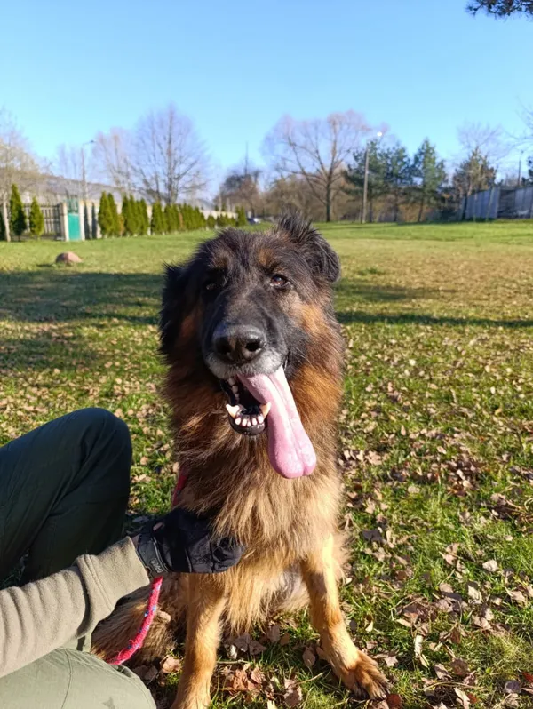 Pies do adopcji, Bełchatów, 20 października 2025 (1/5)