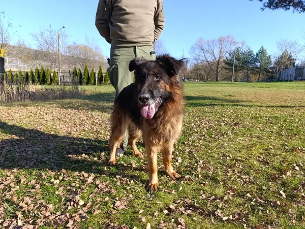 Pies do adopcji, Bełchatów, 20 października 2025 (2/5)