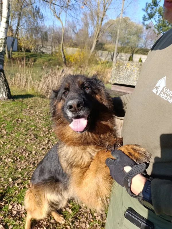 Pies do adopcji, Bełchatów, 20 października 2025 (4/5)