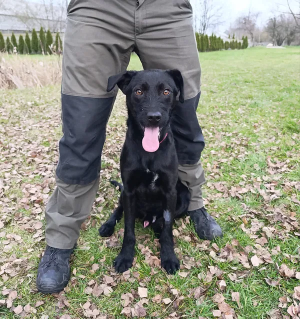 Pies do adopcji, Bełchatów, 22 października 2025 (1/5)