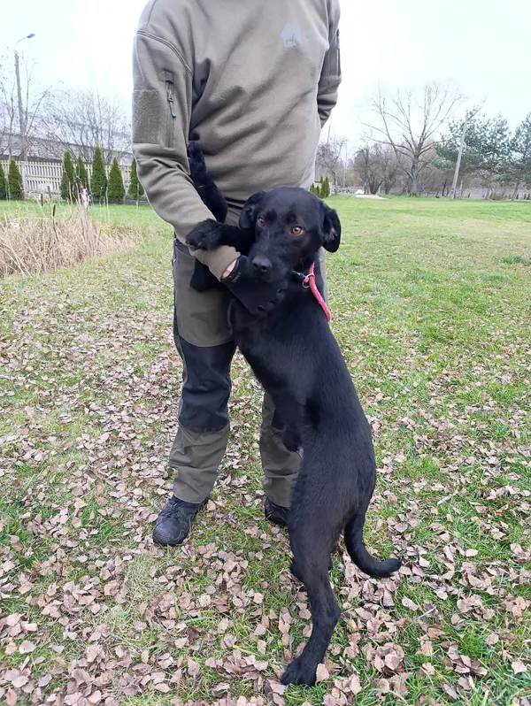 Pies do adopcji, Bełchatów, 22 października 2025 (4/5)