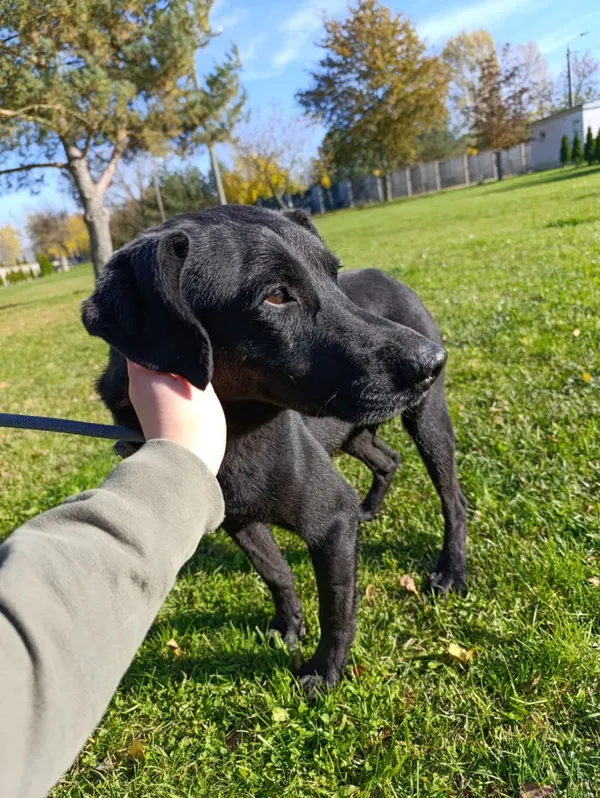 Pies do adopcji, Bełchatów, 15 czerwca 2021 (1/5)