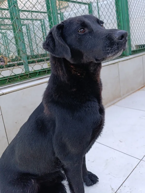 Pies do adopcji, Bełchatów, 15 czerwca 2021 (3/5)