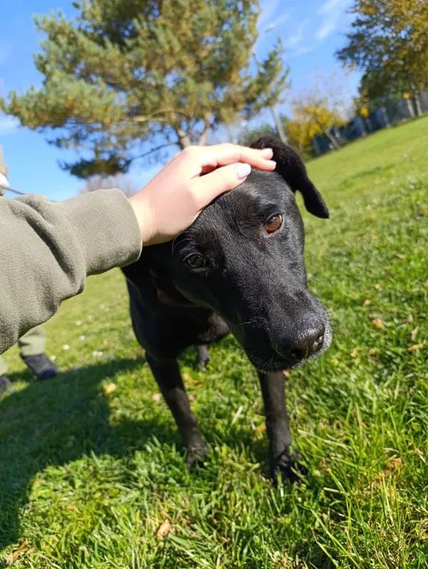 Pies do adopcji, Bełchatów, 15 czerwca 2021 (4/5)