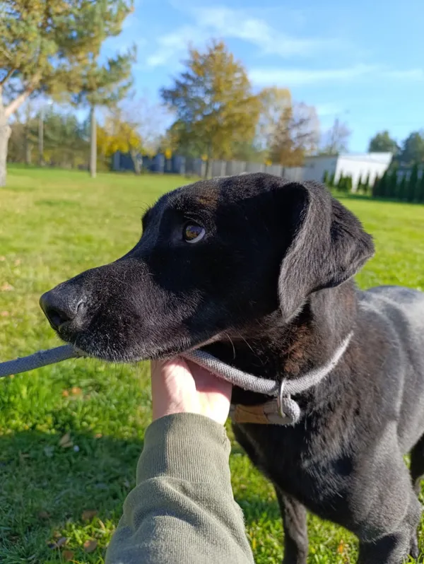 Pies do adopcji, Bełchatów, 15 czerwca 2021 (5/5)