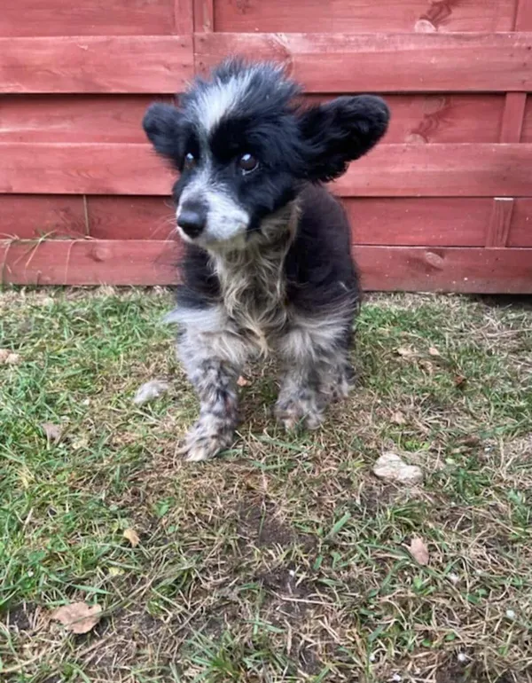 Znaleziono psa, Czartki, 14 listopada 2025