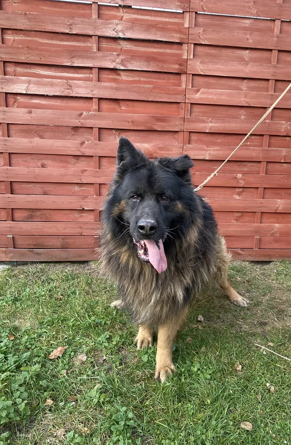 Znaleziono psa, Czartki, 14 listopada 2025