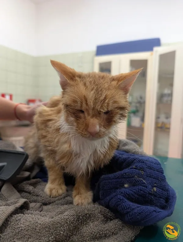 Znaleziono kota, Skałowo, 14 listopada 2025 (2/2)