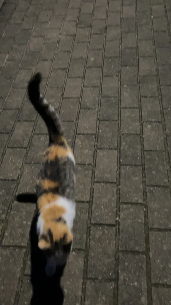 Zaginął kot, Kęczewo, 15 listopada 2025 (1/2)