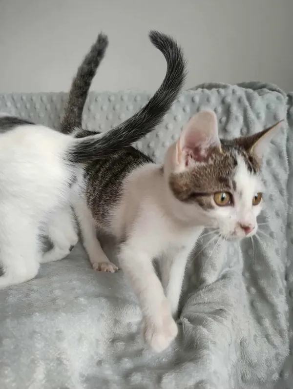 Kot do adopcji, Dłużyna Górna, 15 listopada 2025 (1/5)