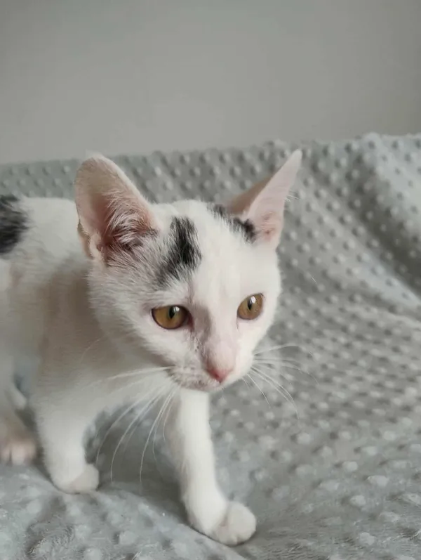 Kot do adopcji, Dłużyna Górna, 15 listopada 2025 (2/5)