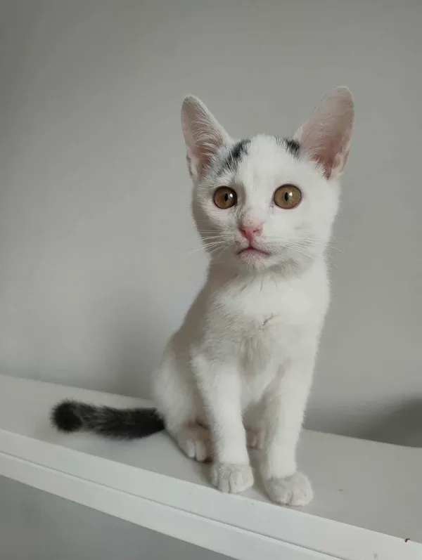 Kot do adopcji, Dłużyna Górna, 15 listopada 2025 (3/5)