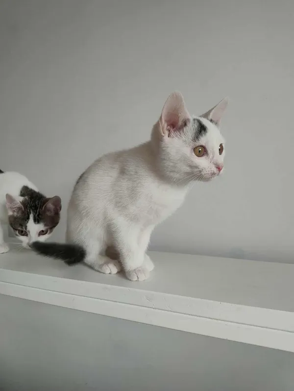 Kot do adopcji, Dłużyna Górna, 15 listopada 2025 (4/5)