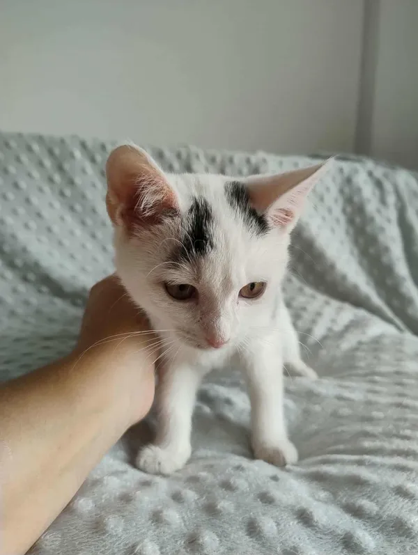 Kot do adopcji, Dłużyna Górna, 15 listopada 2025 (5/5)