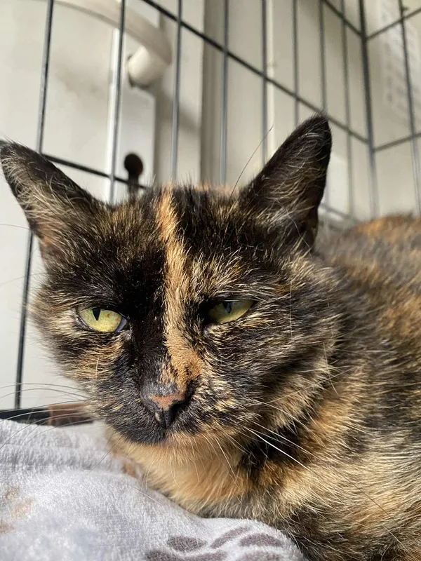 Znaleziono kota, Żywiec, 15 listopada 2025 (3/5)