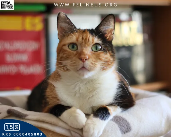Kot do adopcji, Rzeszów, 15 listopada 2025 (3/6)