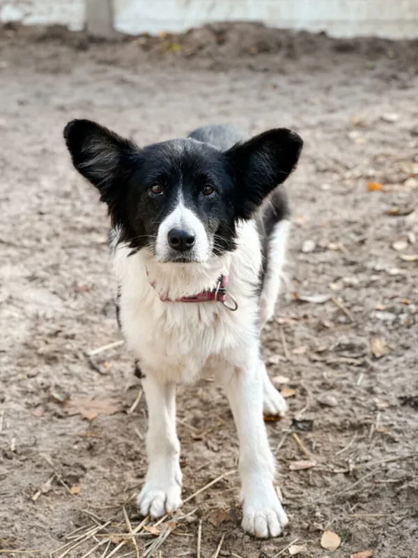 Pies do adopcji, Korabiewice, 15 listopada 2025 (1/5)