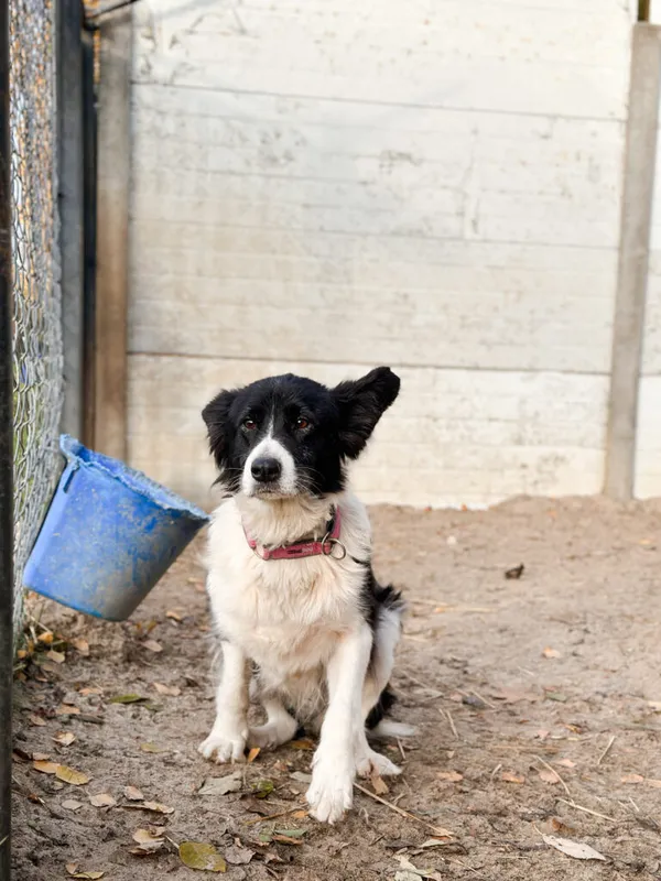 Pies do adopcji, Korabiewice, 15 listopada 2025 (2/5)