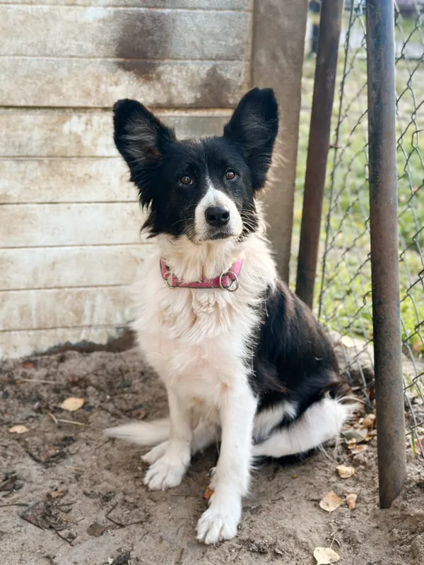 Pies do adopcji, Korabiewice, 15 listopada 2025 (5/5)