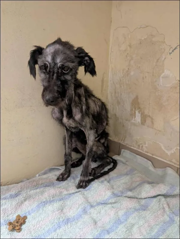 Znaleziono psa, Grudziądz, 15 listopada 2025