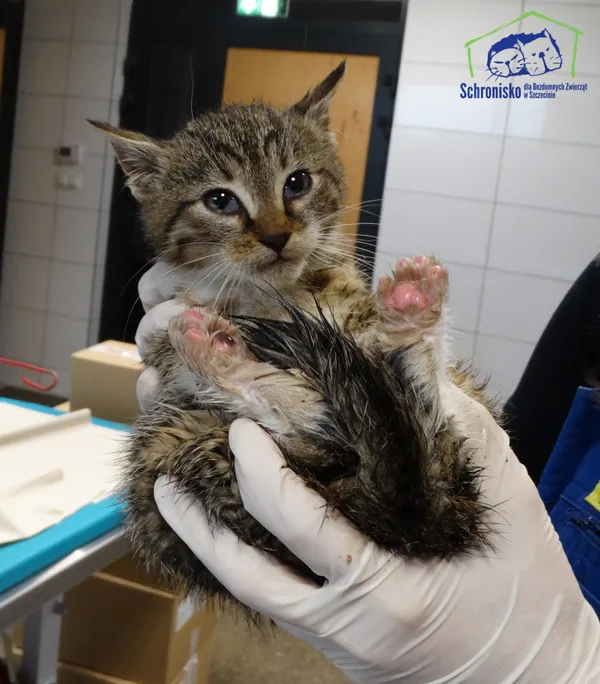 Kot do adopcji, Szczecin, 15 listopada 2025