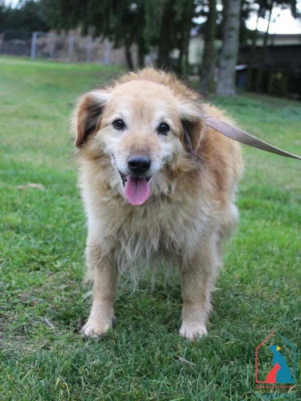 Pies do adopcji, Grudziądz, 28 października 2025