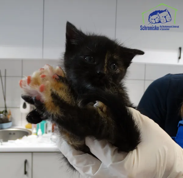 Znaleziono kota, Szczecin, 15 listopada 2025