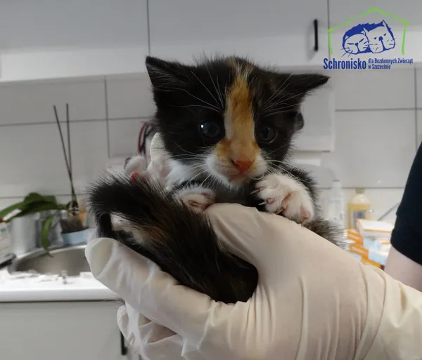 Znaleziono kota, Szczecin, 15 listopada 2025