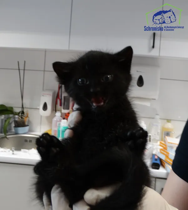 Znaleziono kota, Szczecin, 15 listopada 2025