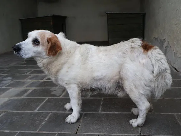 Znaleziono psa, Łódź, 15 listopada 2025 (1/5)