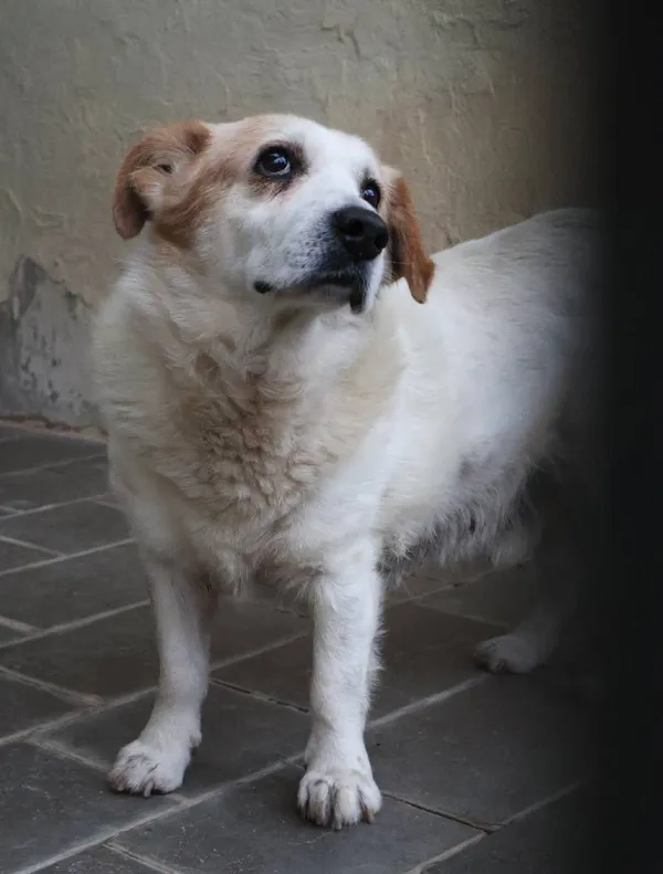 Znaleziono psa, Łódź, 15 listopada 2025 (3/5)