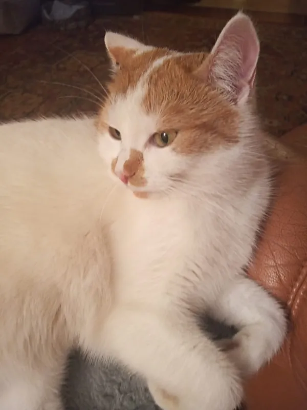 Zaginął kot, Łódź, 16 listopada 2025