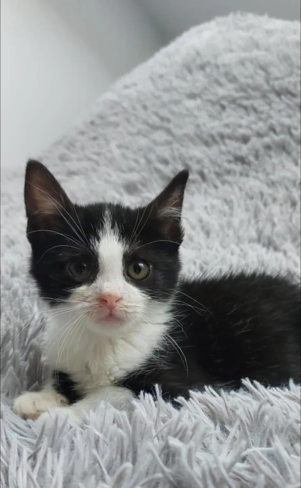 Oddam kota, Olsztyn, Likusy, 16 listopada 2025 (2/5)