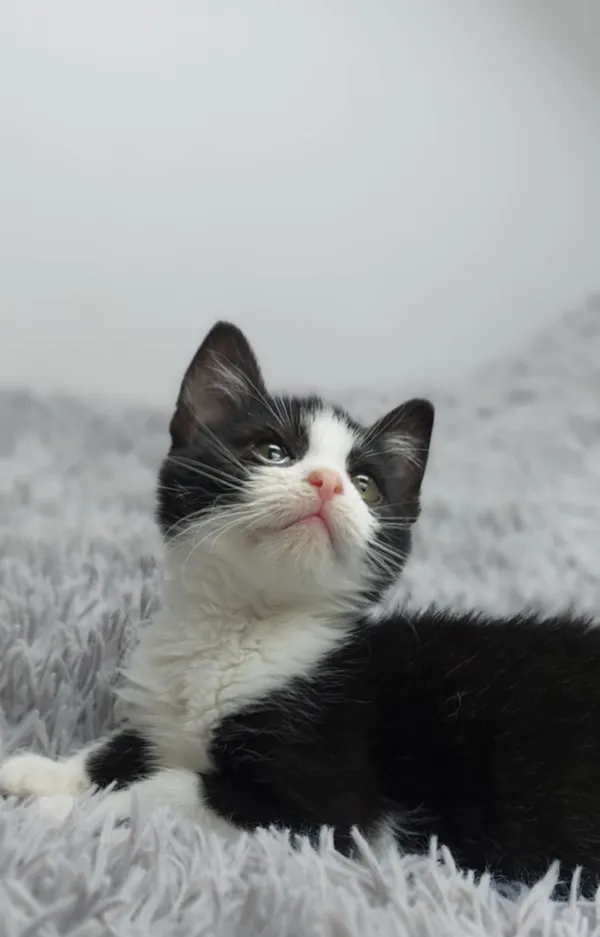 Oddam kota, Olsztyn, Likusy, 16 listopada 2025 (3/5)