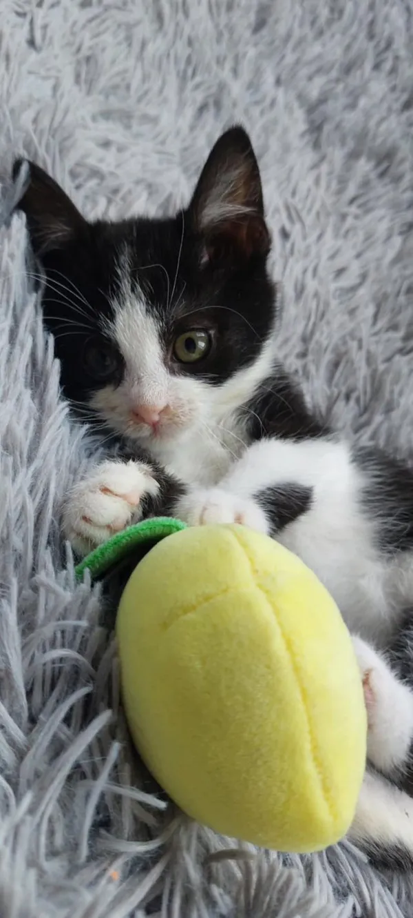 Oddam kota, Olsztyn, Likusy, 16 listopada 2025 (4/5)