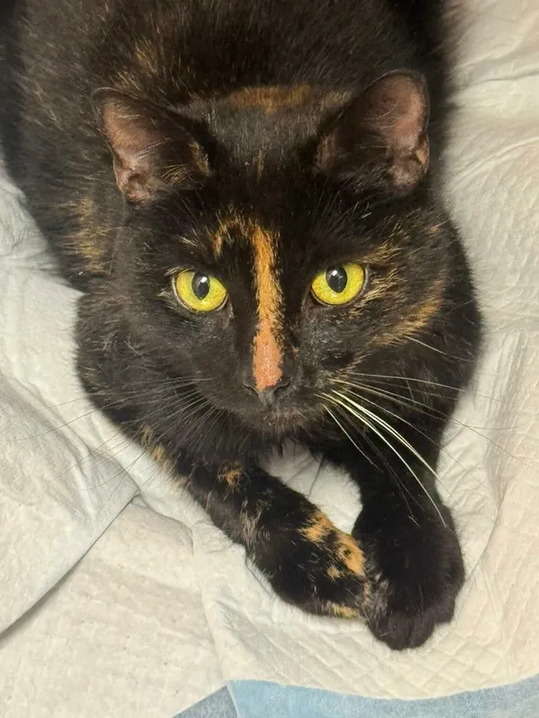 Kot do adopcji, Zgierz, 15 listopada 2025 (1/2)