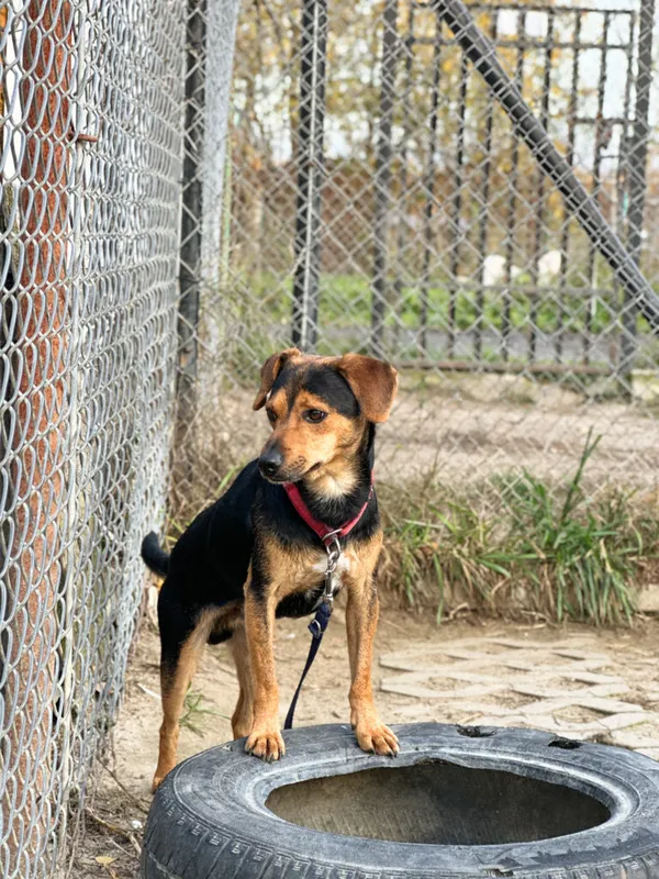 Pies do adopcji, Korabiewice, 16 listopada 2025 (1/5)