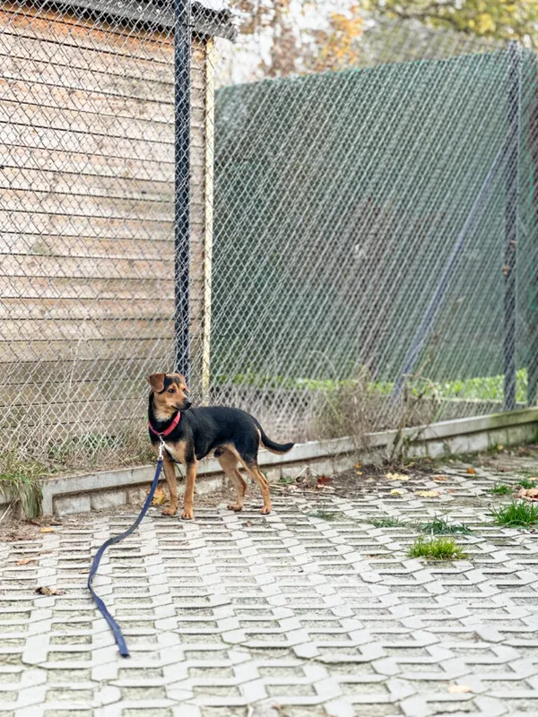 Pies do adopcji, Korabiewice, 16 listopada 2025 (3/5)