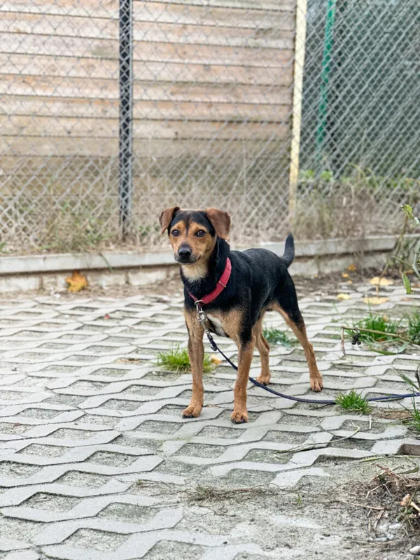 Pies do adopcji, Korabiewice, 16 listopada 2025 (4/5)