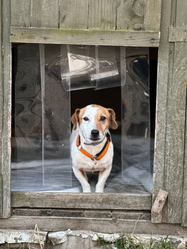 Pies do adopcji, Korabiewice, 16 listopada 2025 (1/4)