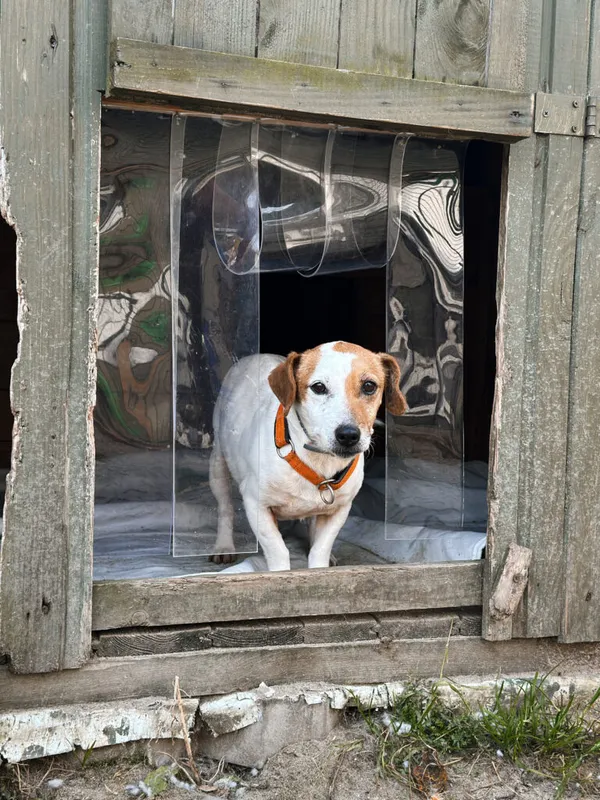 Pies do adopcji, Korabiewice, 16 listopada 2025 (4/4)