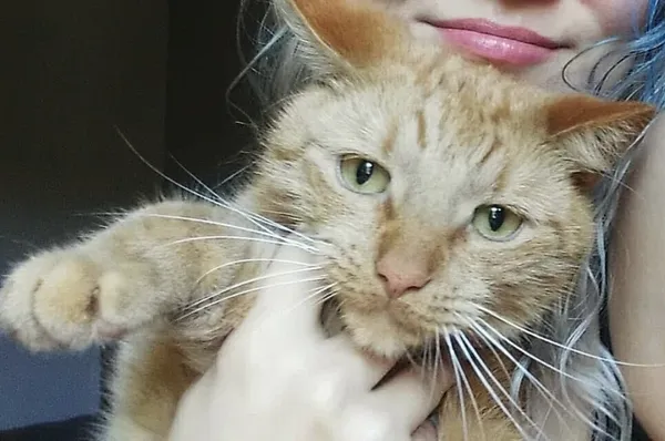 Zaginął kot, Jastrzębie-Zdrój, 16 listopada 2025 (1/6)