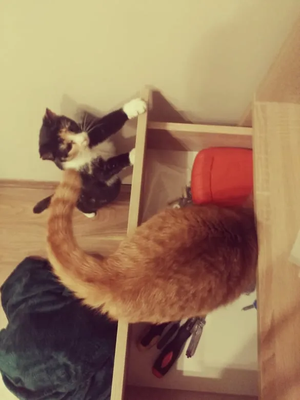 Zaginął kot, Jastrzębie-Zdrój, 16 listopada 2025 (6/6)